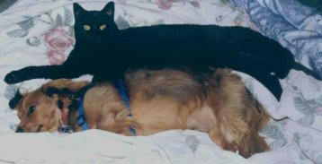 Doc and Spot